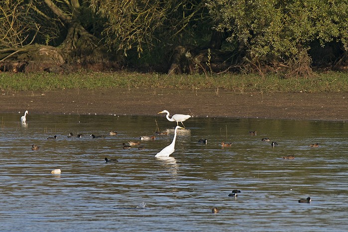 Great White Egret