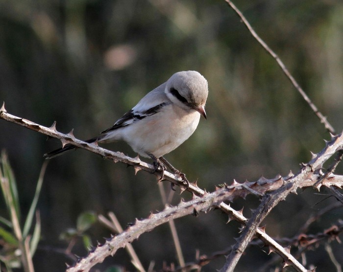 Steppe Grey Shrike