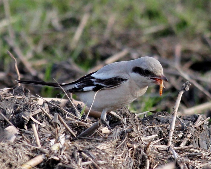 Steppe Grey Shrike