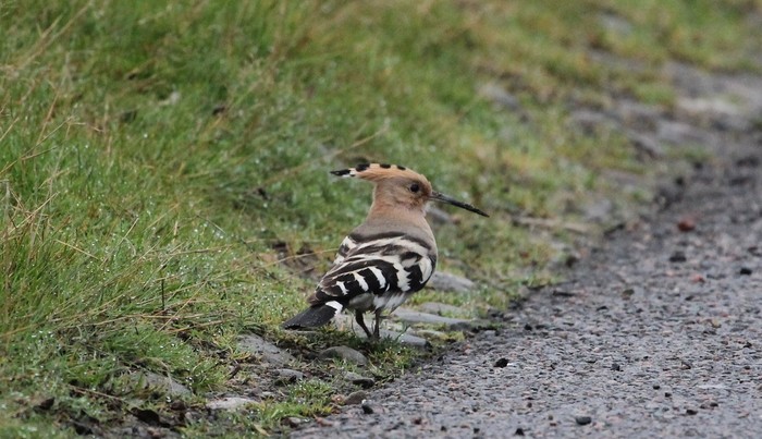 Hoopoe