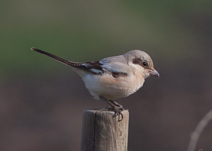 Steppe Grey Shrike