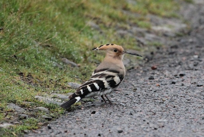 Hoopoe