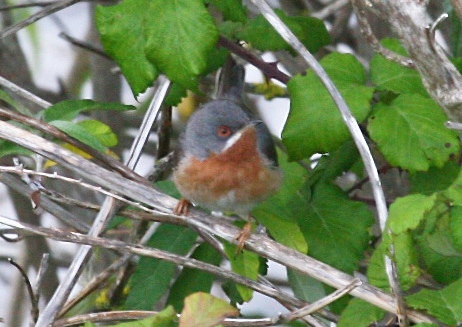 Eastern Subalpine Warbler