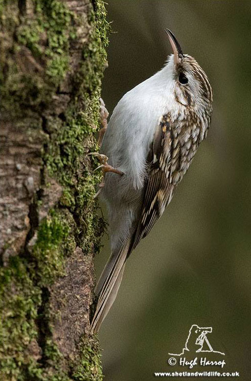 Northern Treecreeper