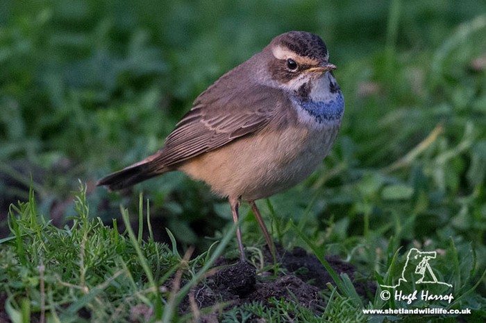 Bluethroat