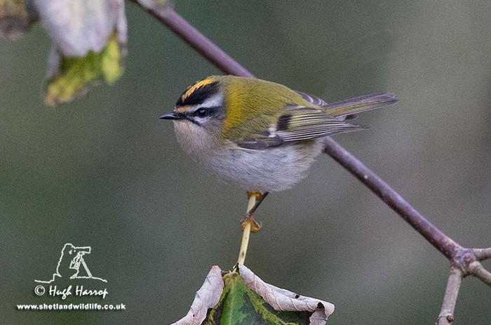 Firecrest