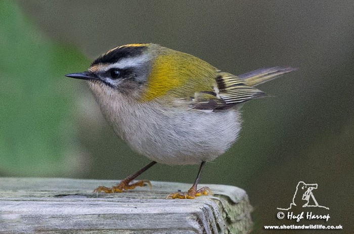 Firecrest