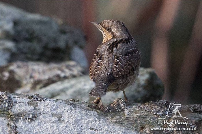 Wryneck