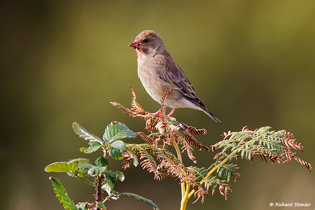 Greenfinch