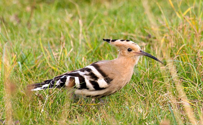 Hoopoe