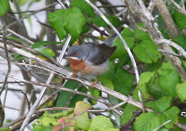 Eastern Subalpine Warbler