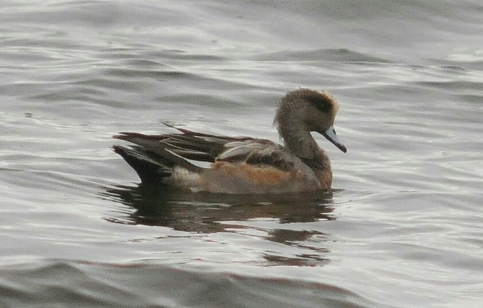 American Wigeon