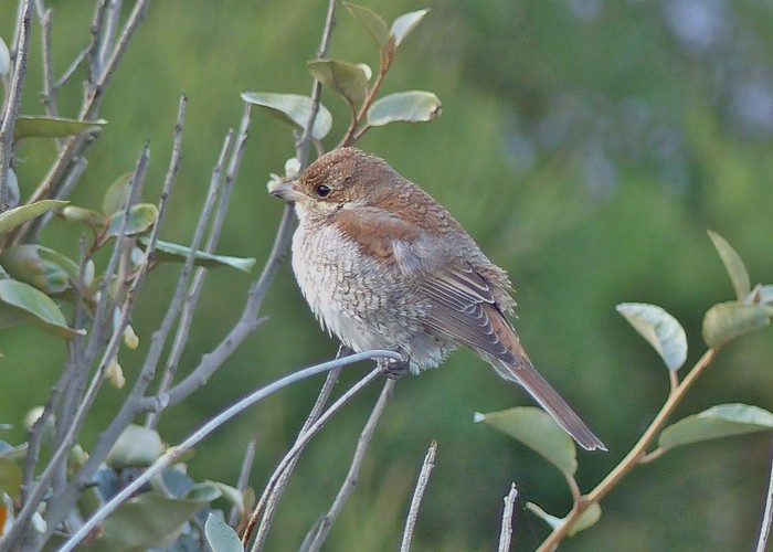 Red-backed Shrike