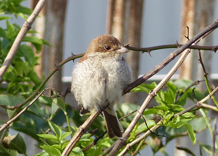 Red-backed Shrike