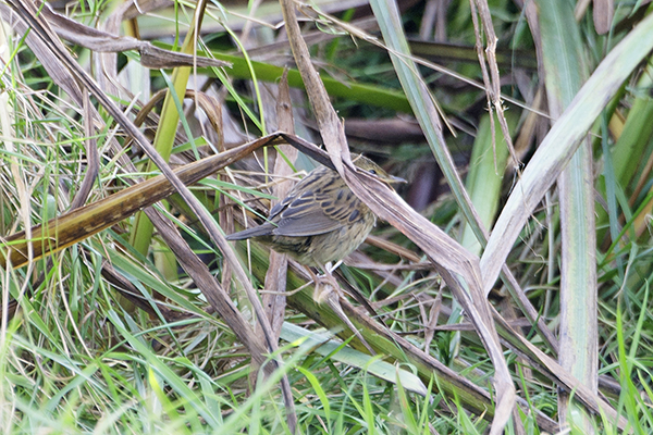 Lanceolated Warbler
