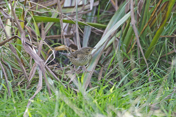 Lanceolated Warbler