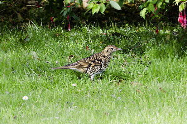 White's Thrush