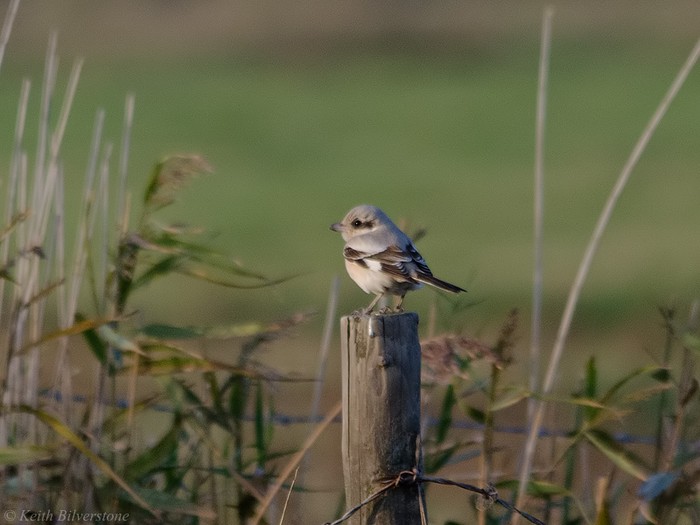 Steppe Grey Shrike