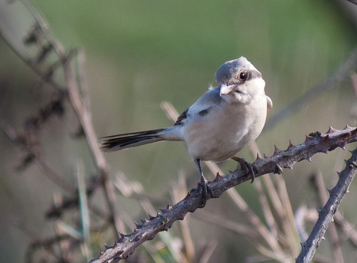 Steppe Grey Shrike
