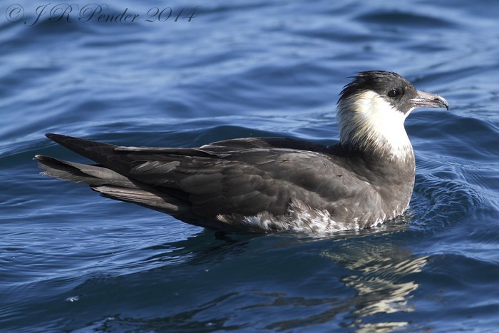 Pomarine Skua