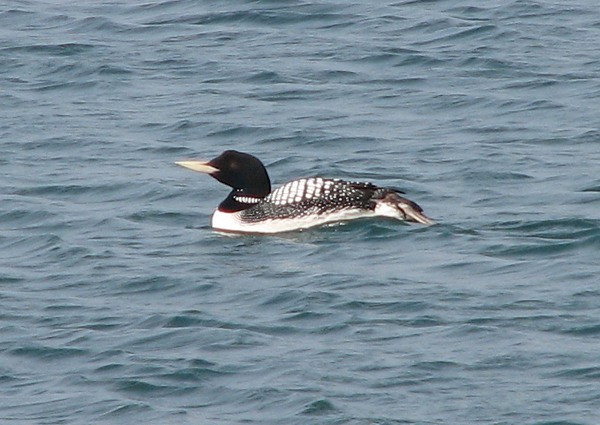 White-billed Diver