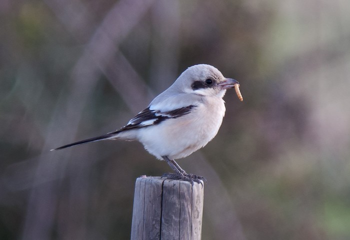 Steppe Grey Shrike