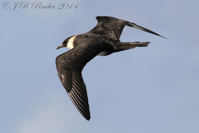Pomarine Skua