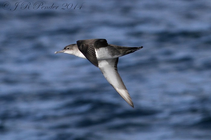 Balearic Shearwater