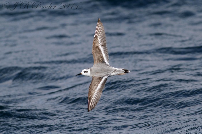 Grey Phalarope