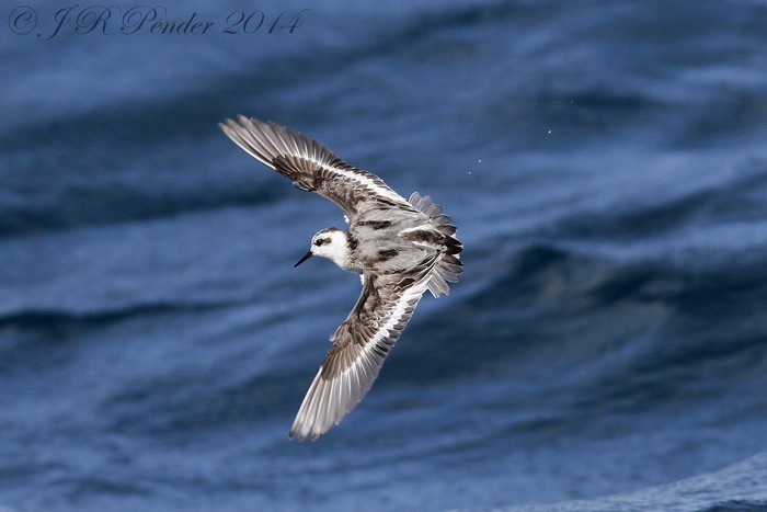Grey Phalarope