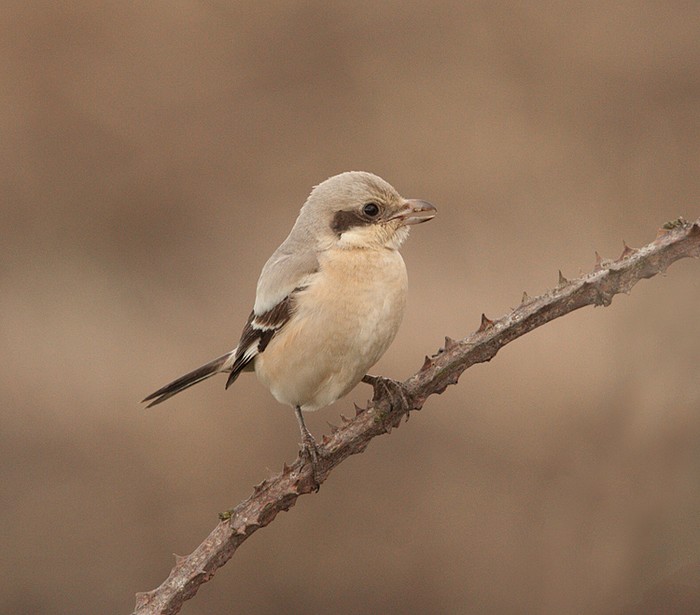 Steppe Grey Shrike
