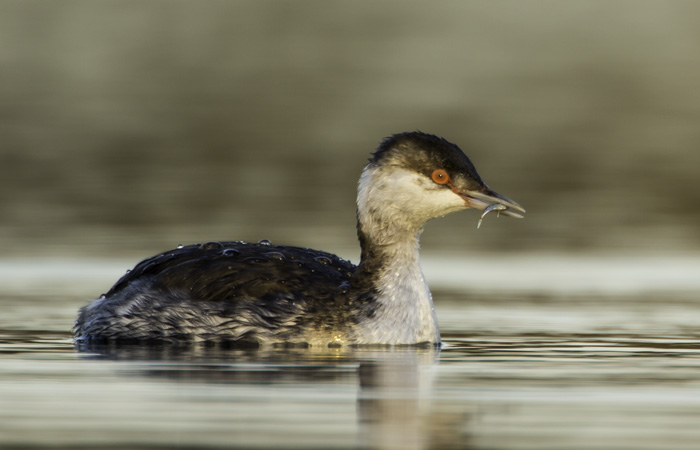 Slavonian Grebe