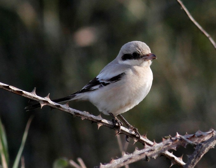 Steppe Grey Shrike