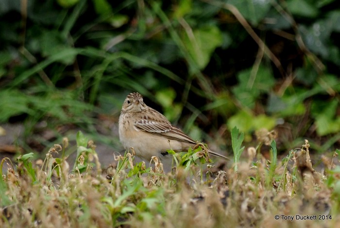 Blyth's Pipit