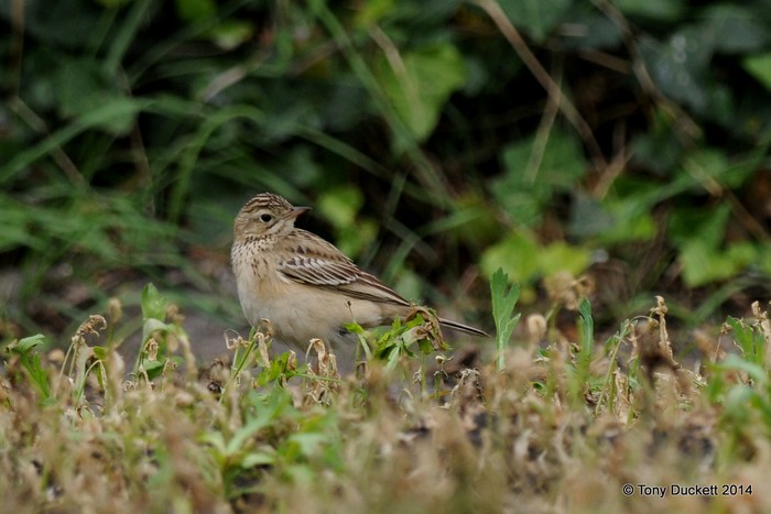 Blyth's Pipit