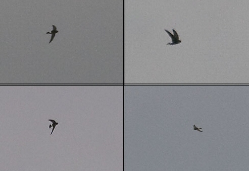 Little Swift
