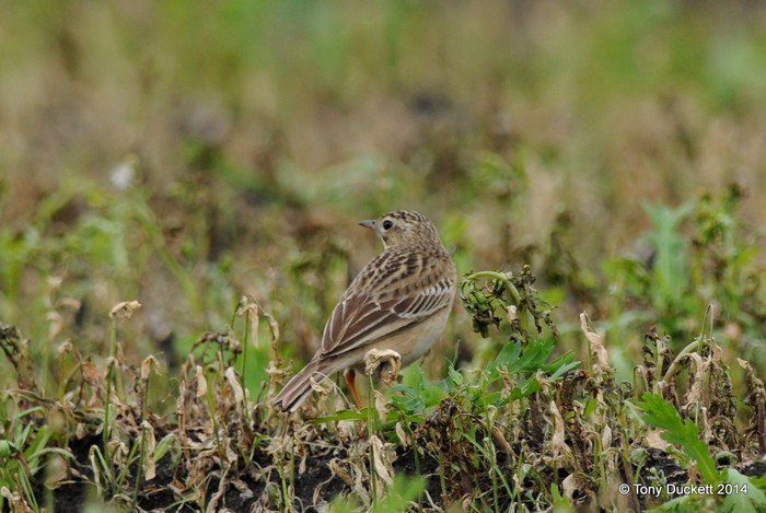 Blyth's Pipit