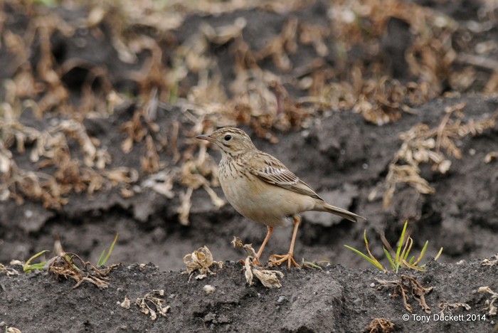 Blyth's Pipit