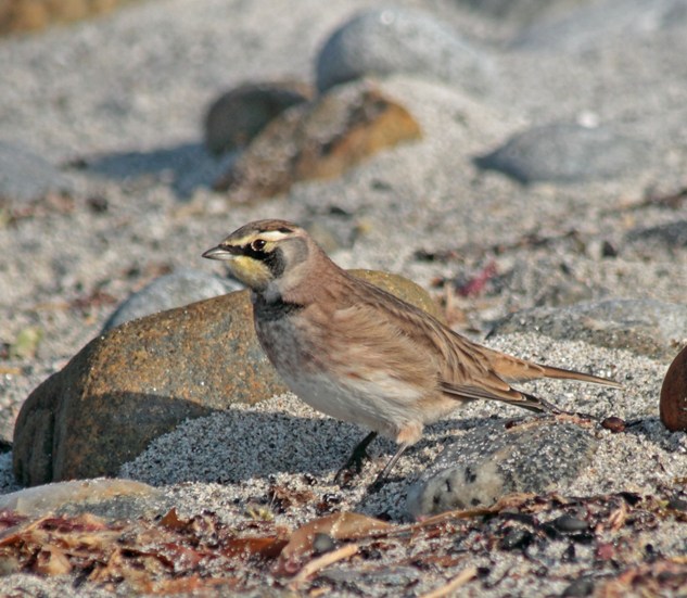 Horned Lark