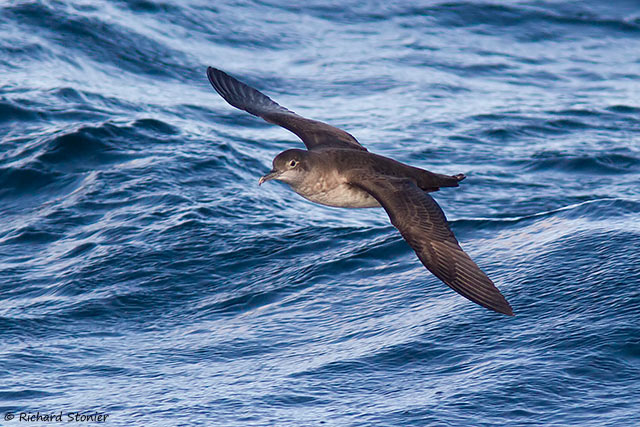 Balearic Shearwater