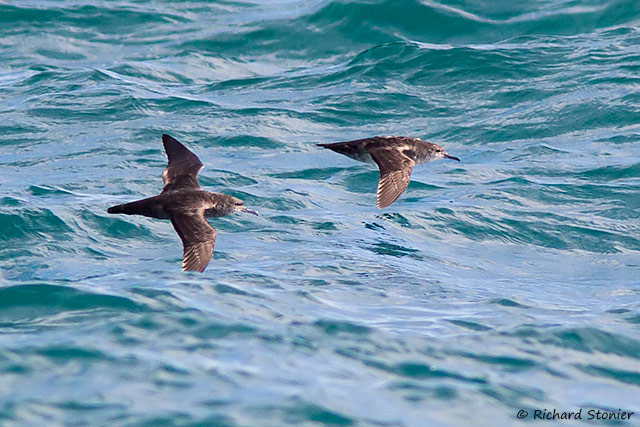 Balearic Shearwater