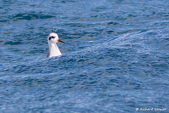 Grey Phalarope