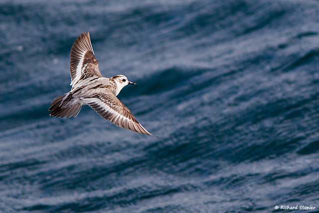 Grey Phalarope