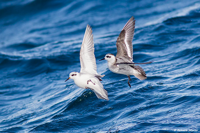 Grey Phalarope