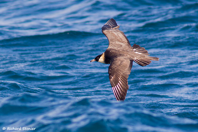 Pomarine Skua