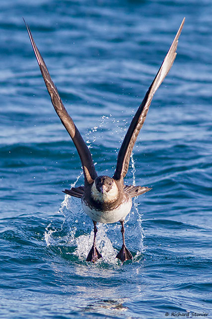 Pomarine Skua