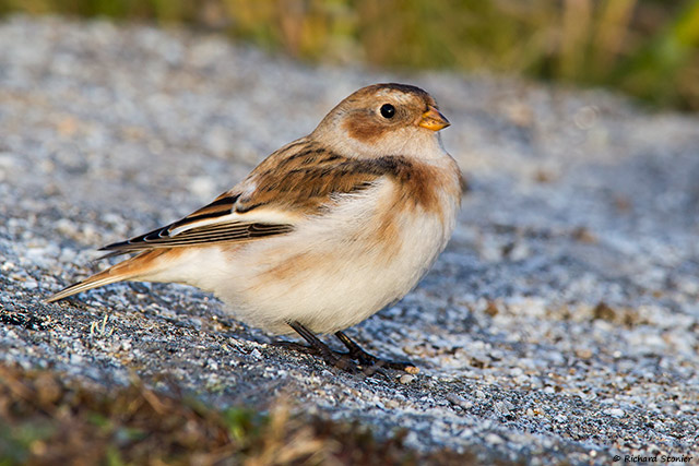 Snow Bunting