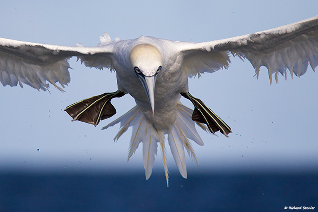 Gannet