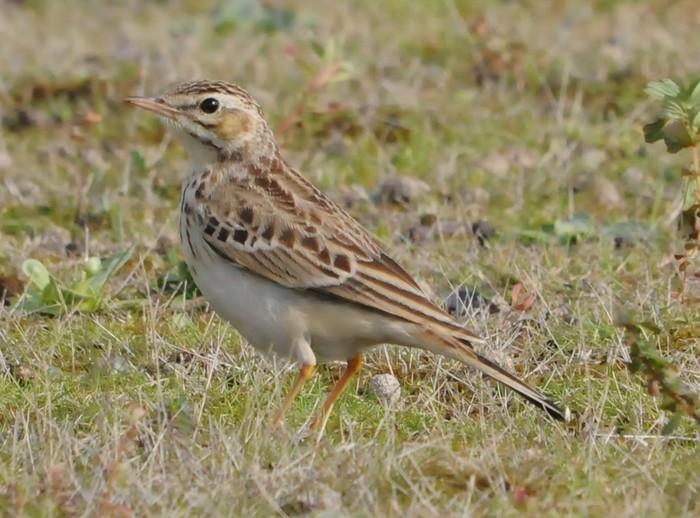 Tawny Pipit