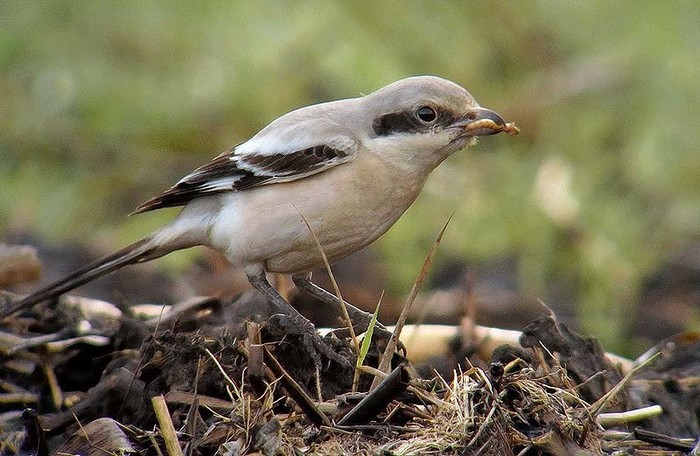 Steppe Grey Shrike